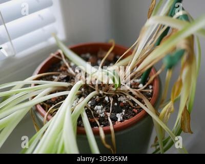 Plante d'araignée Chlorophytum d'intérieur fanée avec des feuilles sèches et jaunes dans un pot. Concept d'arrosage, de soin des plantes, de problèmes de jardinage et de maladies des plantes d'intérieur Banque D'Images