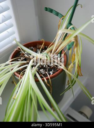 Plante d'araignée Chlorophytum d'intérieur fanée avec des feuilles sèches et jaunes dans un pot. Concept d'arrosage, de soin des plantes, de problèmes de jardinage et de maladies des plantes d'intérieur Banque D'Images