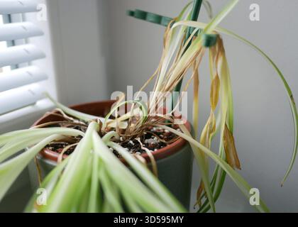 Plante d'araignée Chlorophytum d'intérieur fanée avec des feuilles sèches et jaunes dans un pot. Concept d'arrosage, de soin des plantes, de problèmes de jardinage et de maladies des plantes d'intérieur Banque D'Images
