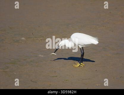 Petite aigrette Egretta garzetta, avec épinoches fraîchement pêchées, réserve naturelle RSPB Titchwell, Norfolk, Angleterre, Royaume-Uni, mai. Banque D'Images