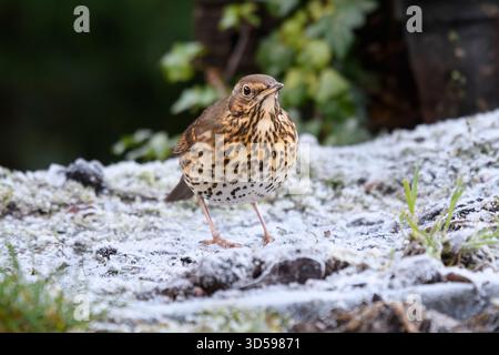 Muguet Turdus philomelos, dans le jardin après une légère chute de neige, comté de Durham, Angleterre, Royaume-Uni, décembre. Banque D'Images
