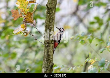 Grand pic tacheté Dendrocopos major, perché sur des jeunes arbres de chêne dans une forêt ouverte, Cleveland, Angleterre, Royaume-Uni, octobre. Banque D'Images