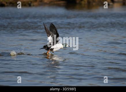 Commune goldeneye Bucephala clangula, mâle qui s'envole de la piscine, réserve naturelle RSPB Saltholme, Teesside, Angleterre, Royaume-Uni, mars. Banque D'Images