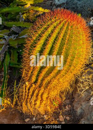 Vue rapprochée de l'usine de cactus qui pousse dans un jardin subtropical. Banque D'Images