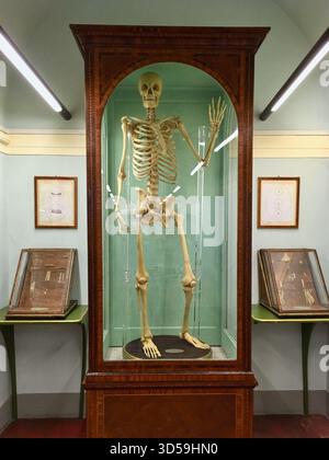 Histoire naturelle du musée, squelette humain dans une vitrine Banque D'Images