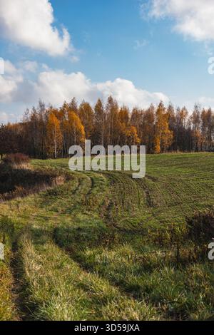 paysage d'automne avec un champ de céréales d'hiver vertes près d'une forêt Banque D'Images