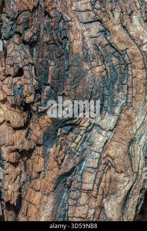 Le nœud partiellement brûlé d'un arbre, macrophotographie capturée dans une forêt dans les montagnes andines orientales du centre de la Colombie Banque D'Images