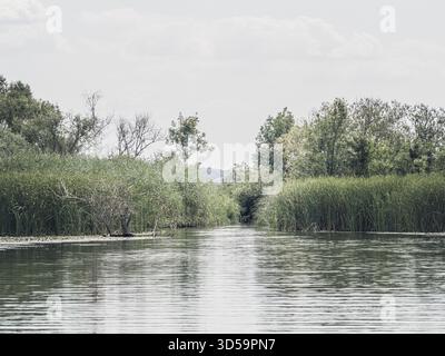 Un calme sur le lac Tisza, en Hongrie, traverse de hautes herbes humides et des arbres verdoyants sous un ciel doux et couvert. La surface de l'eau se reflète Banque D'Images