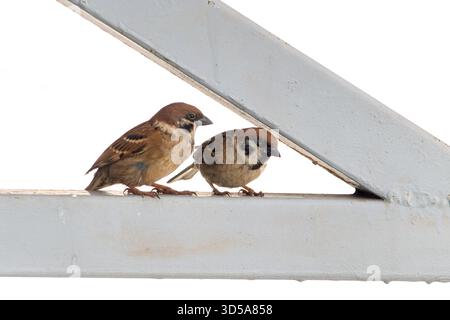 Une paire de moineaux s'assoient ensemble sur le cadre d'une structure de toit et observent leur environnement Banque D'Images