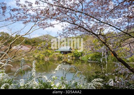 Étang Kyoyochi dans le jardin japonais, cerisiers en fleurs, Ryoan-ji, complexe de temples bouddhistes zen, au printemps, Kyoto, Japon Banque D'Images
