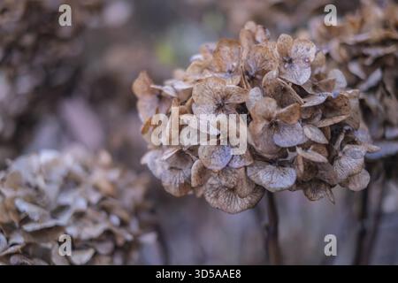 Gros plan d'hortensias fanées dans des tons doux de brun montrant une transitoires automnales, Muensterland, Rhénanie du Nord-Westphalie, Allemagne Banque D'Images