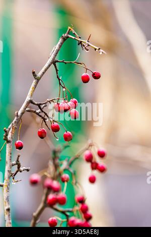 Gros plan de baies de rose musquée rouges sur de fines branches à la lumière de l'hiver. Composition naturelle avec des baies rouges vives et un fond flou. Banque D'Images