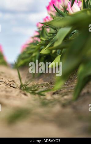 Entre les rangées de tulipes roses en fleurs Banque D'Images