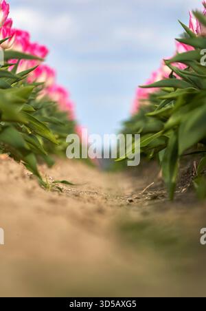 Entre les rangées de tulipes roses en fleurs Banque D'Images