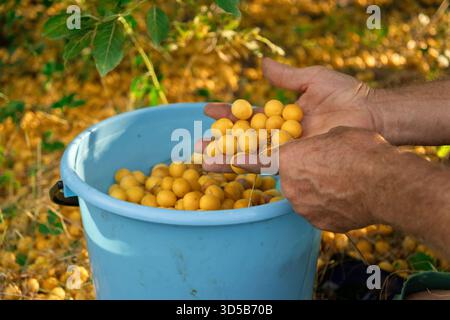 Gros plan des mains tenant doucement une poignée de prunes jaunes mûres au-dessus d'un seau bleu plein dans un verger ensoleillé. L'image met en évidence gath fruit saisonnier Banque D'Images