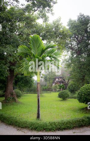 Palmier et herbe dans le jardin dans la ville impériale de Hue, Vietnam Banque D'Images