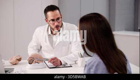 Neurologue démontrant le modèle cérébral à une patiente en clinique. Banque D'Images