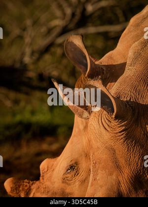 Nous avons rattrapé un rhinocéros et un veau dans un magnifique paysage de Kwa Zululand pour admirer leur alimentation et leur interaction pesantes. gros plan de la tête et des oreilles. Banque D'Images