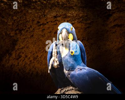 certains animaux, y compris la perruche, vous pourriez regarder pour toujours parce qu'ils sont si divertissants. l'un d'eux montre ses pieds. Banque D'Images