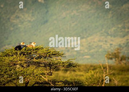 une paire d'oiseaux secrétaire reposant dans la couronne d'un arbre bien positionné pour observer une vallée. Banque D'Images