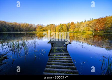 Vue sur le Windsborn Kratersee et le paysage environnant. Nature au lac dans la région de l'Eifel en automne au cratère volcanique près de Bettenfeld Banque D'Images