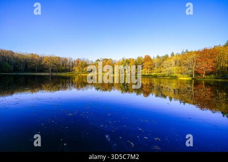 Vue sur le Windsborn Kratersee et le paysage environnant. Nature au lac dans la région de l'Eifel en automne au cratère volcanique près de Bettenfeld Banque D'Images