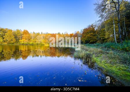 Vue sur le Windsborn Kratersee et le paysage environnant. Nature au lac dans la région de l'Eifel en automne au cratère volcanique près de Bettenfeld Banque D'Images