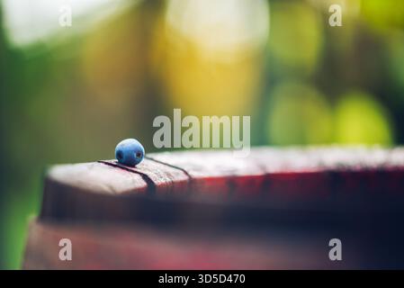 Vue macro de pépins de raisin de vigne bleu sur fût de vin. Raisins pour la fabrication de vin de glace. Vue détaillée d'un cépage Cabernet Franc dans un vignoble en automne. Banque D'Images