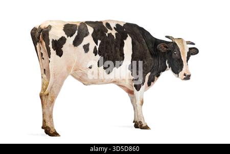 Vue latérale d'une vache noire et blanche debout sur un fond blanc Banque D'Images