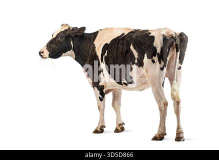 Herbe à mâcher de vache laitière noire et blanche, isolée sur fond blanc Banque D'Images