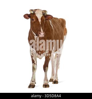 Vache holstein brune et blanche saine debout sur un fond blanc, mettant en valeur ses marques uniques et sa forte construction Banque D'Images
