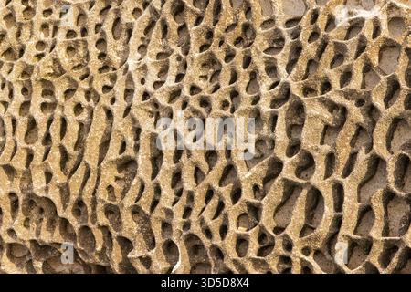 Un motif en nid d'abeille en grès de Hawkesbury altéré. Sydney, Australie Banque D'Images