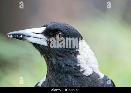 Pie australienne, Cracticus tibicen, Teddy's Lookout, Victoria, Australie Banque D'Images