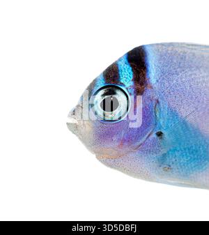 Gros plan d'un juvénile genicanthus watanabei, également connu sous le nom de poisson-ange de watanabe ou poisson-ange à tranchant noir, affichant des teintes violettes et bleues vibrantes Banque D'Images