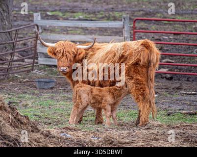 Vache à poil long et son veau allaitant dans une ferme dans la région de Driftless, Wisconsin, mettant en valeur la vie rurale et les animaux de ferme. Banque D'Images