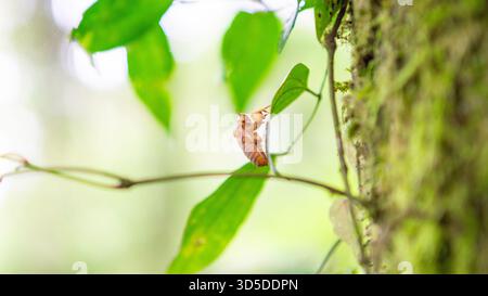 Les cigales (Tonggeret, Tonggeret, garengpung, kinjeng tangis, cricket des arbres, jarflies). Indicateur environnemental naturel pour la pollution Banque D'Images