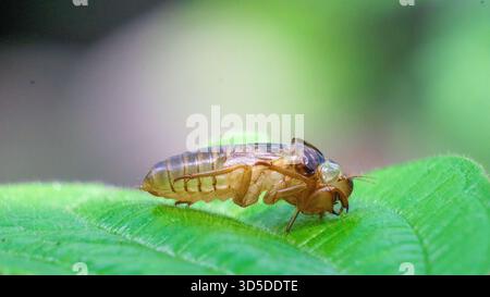 Les cigales (Tonggeret, Tonggeret, garengpung, kinjeng tangis, cricket des arbres, jarflies). Indicateur environnemental naturel pour la pollution Banque D'Images