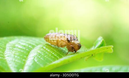 Les cigales (Tonggeret, Tonggeret, garengpung, kinjeng tangis, cricket des arbres, jarflies). Indicateur environnemental naturel pour la pollution Banque D'Images
