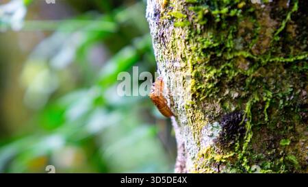Les cigales (Tonggeret, Tonggeret, garengpung, kinjeng tangis, cricket des arbres, jarflies). Indicateur environnemental naturel pour la pollution Banque D'Images