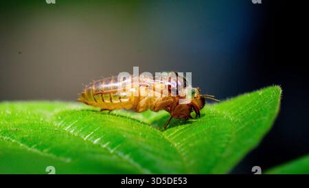 Les cigales (Tonggeret, Tonggeret, garengpung, kinjeng tangis, cricket des arbres, jarflies). Indicateur environnemental naturel pour la pollution Banque D'Images