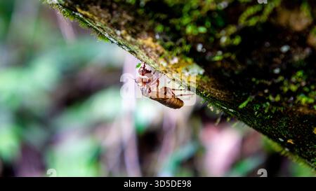 Les cigales (Tonggeret, Tonggeret, garengpung, kinjeng tangis, cricket des arbres, jarflies). Indicateur environnemental naturel pour la pollution Banque D'Images