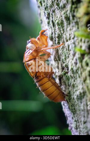 Les cigales (Tonggeret, Tonggeret, garengpung, kinjeng tangis, cricket des arbres, jarflies). Indicateur environnemental naturel pour la pollution Banque D'Images