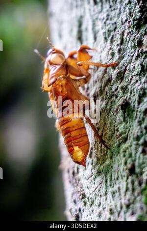 Les cigales (Tonggeret, Tonggeret, garengpung, kinjeng tangis, cricket des arbres, jarflies). Indicateur environnemental naturel pour la pollution Banque D'Images