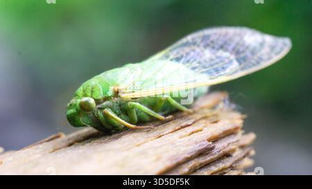 Les cigales (Tonggeret, Tonggeret, garengpung, kinjeng tangis, cricket des arbres, jarflies). Indicateur environnemental naturel pour la pollution Banque D'Images