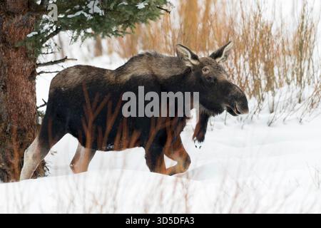 Orignal / Elch ( Alces alces ), jeune taureau en hiver, bois perdu, marchant dans la neige profonde dans son surrouding / habitat typique, région de Yellowstone, Wyoming, États-Unis. Banque D'Images