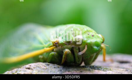 Les cigales (Tonggeret, Tonggeret, garengpung, kinjeng tangis, cricket des arbres, jarflies). Indicateur environnemental naturel pour la pollution Banque D'Images