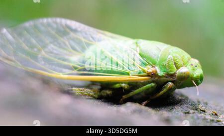 Les cigales (Tonggeret, Tonggeret, garengpung, kinjeng tangis, cricket des arbres, jarflies). Indicateur environnemental naturel pour la pollution Banque D'Images
