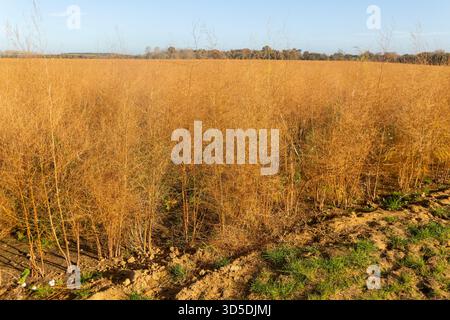 Fougères séchées brunes de plantes asperges, Asparagus officinalis, cultivées en champ, Hollesley, Suffolk, Angleterre, Royaume-Uni Banque D'Images