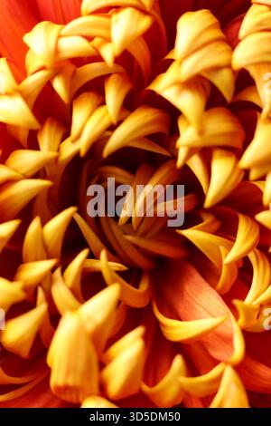 Une macro photographie d'un chrysanthème de jardin rouge et doré, mettant en valeur sa structure complexe de pétales et ses couleurs d'automne vibrantes. La perspective de gros plan Banque D'Images