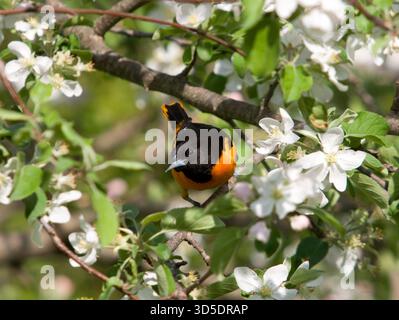 L'Oriole de Baltimore (icterus galbula) perchée parmi les pommiers en fleurs printanières du Wisconsin, présente un plumage orange éclatant et des fleurs délicates. Banque D'Images